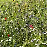 Huize Louwra Villa *