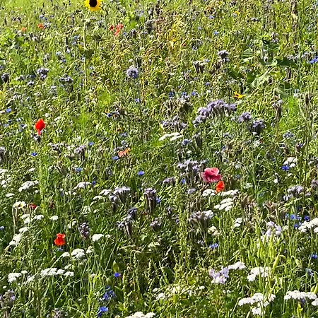 Huize Louwra Villa *