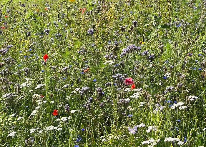 Huize Louwra Willa *